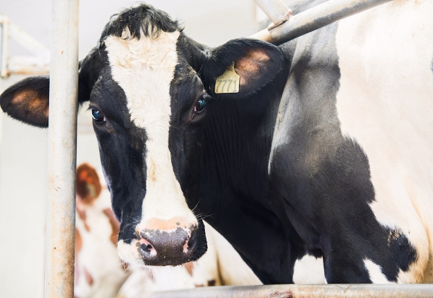 Les producteurs accueillent avec joie cette hausse du prix du lait, décrétée exceptionnellement par la Commission canadienne du lait. Crédit photo : Martin Ménard/TCN