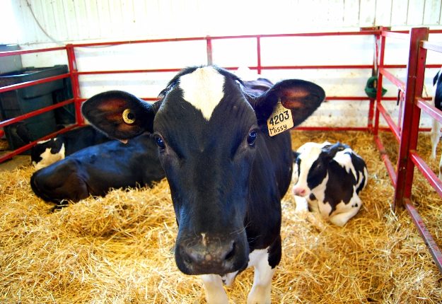 Les vaches sont à l’honneur dans Charlevoix cet été. Crédit photo : Émélie Bernier