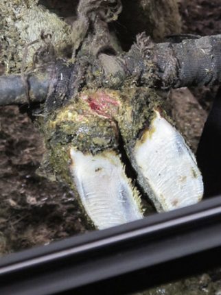 Les lésions causées par la dermatite digitée sont douloureuses, ce qui limite les déplacements des vaches. Crédit photo : Gracieuseté de Thymox