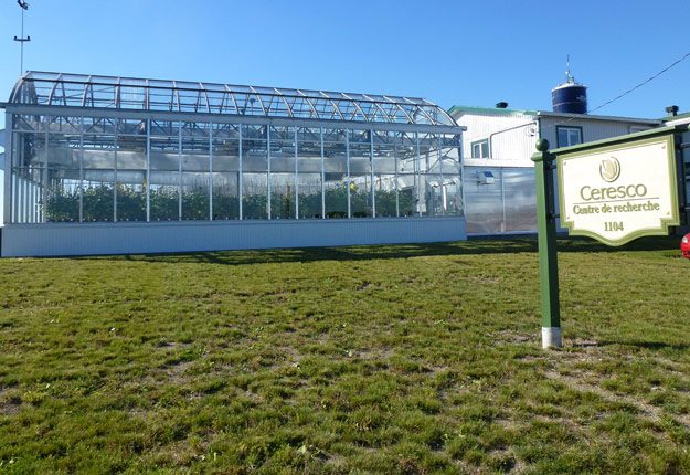 La serre du centre de recherche de Ceresco peut abriter jusqu’à 2 300 plants. Crédit photo : Martin Primeau