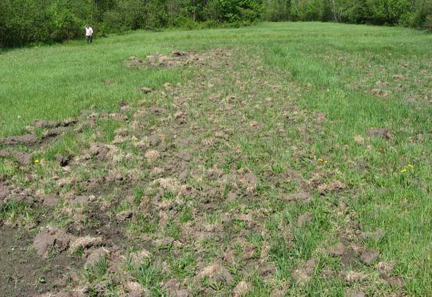 « Au début, les sangliers creusent peu profondément dans le champ à la recherche de vers ou de larves, mais plus tard en été, ce sont littéralement des tranchées qu’ils font », raconte l’agriculteur Henri Christeller. Crédit Photo : Ministère des Forêts, de la Faune et des Parcs