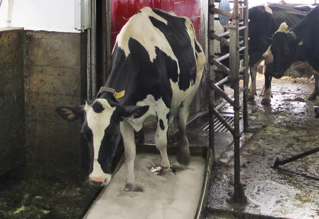 Selon les tests effectués par le Laboratoire M2, l’utilisation régulière du bain de pieds Thymox Hoof permet de prévenir l’apparition de la dermatite digitée chez les bovins laitiers. Crédit photo : Gracieuseté de Laboratoire M2