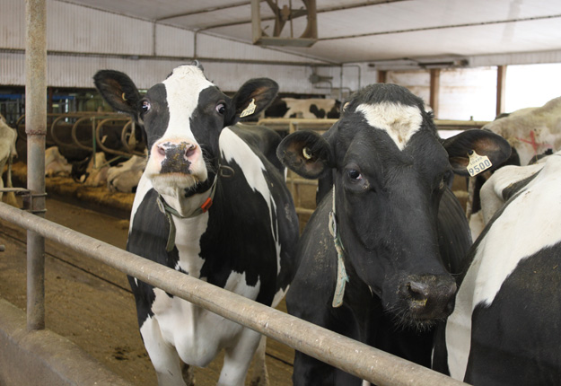 Selon le MAPAQ, 86 % de l’enveloppe du programme d’amélioration de la santé animale au Québec est versée aux producteurs laitiers. Crédit photo : Archives/TCN