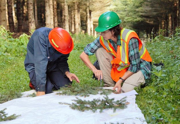 L’équipe de GDG Environnement a fait un suivi des peuplements traités et témoins. Grâce aux arrosages, la défoliation est passée de 80-100 % à 10-12 %. Crédit photo : GDG Environnement