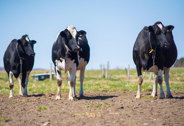 Treize nouvelles fermes laitières pourraient adopter le mode de production biologique l’an prochain. Crédit photo : Archives/TCN