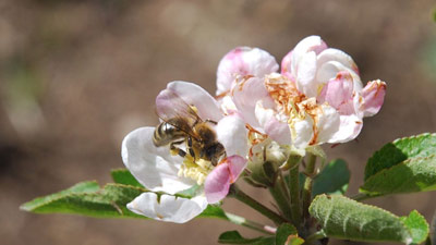 abeille-fleur-pommier