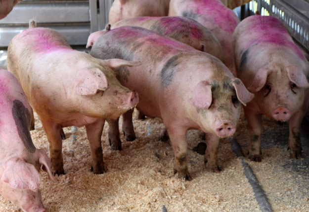 L’euthanasie des porcs en attente pourrait devenir une option inévitable pour certains producteurs dans les prochaines semaines si le conflit de travail à l’usine d’Olymel de Vallée-Jonction, dans Chaudière-Appalaches, perdure. Crédit photo : Archives/TCN
