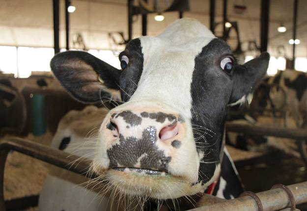 En 2015, les fermes laitières du Québec, comme Les Fermes Turmel de Sainte-Marie de Beauce, ont réalisé un bénéfice net de 1 000 $/vache de plus que leurs confrères américains. Crédit photo : Pierre-Yvon Bégin/TCN