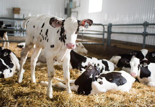 Les producteurs de veaux de lait se donnent jusqu’au 31 décembre 2018 pour terminer leur transition vers le logement collectif. Crédit photo : Archives/TCN