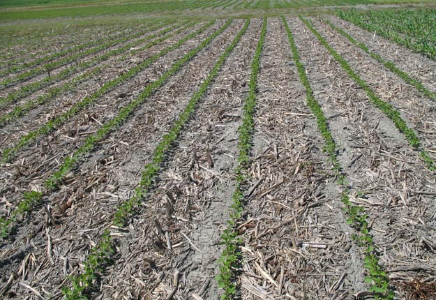Dans une rotation maïs/soya, laisser de nombreux résidus à la surface protège le sol contre l’érosion hydrique et éolienne et contribue à l’apport de matières organiques dans le sol. Crédit photo: Gilles Tremblay