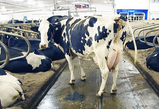 La moitié des 10 meilleurs troupeaux laitiers au Canada se retrouvent au Québec. Crédit photo: Archives TCN.