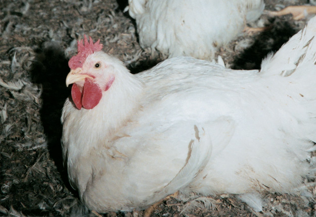En plus du site d’élevage de poulets infectés, six autres fermes font l’objet de tests pour l’influenza aviaire au Tennessee. Photo : Archives/TCN