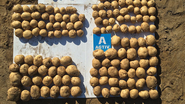 Des tests réalisés par Premier Tech ont démontré que les pommes de terre inoculées avec des mycorhizes, à droite, étaient plus grosses.  Crédit photo: Premier Tech