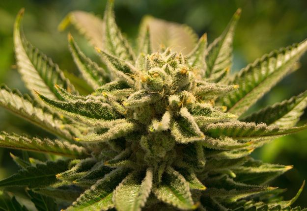 La marijuana récréative sera légalisée à partir du 1er juillet 2018.
