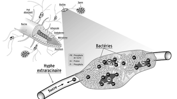 Dans le sol, les bactéries sont en mesure de dissoudre le phosphate. Le réseau de « racines » du champignon, appelées hyphes, transporte ensuite le phosphate jusqu’à la plante en échange d’énergie, que le champignon partage avec la bactérie. C’est une relation bénéfique pour tous. Montage: Salma Taktek
