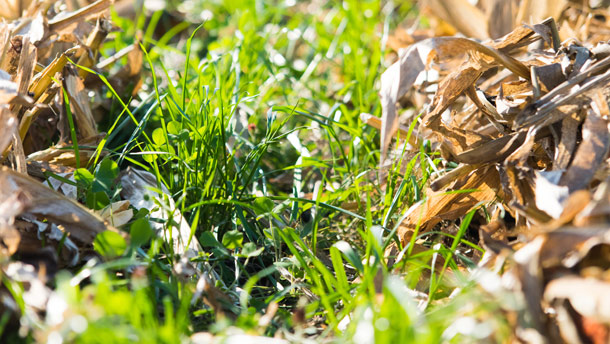 Julien Tanguay, un adepte des plantes de couverture, pense à la santé de son sol. Crédit photo : Martin Ménard/TCN