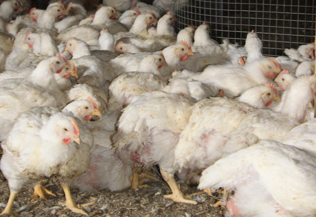 En plus du site d’élevage de poulets infectés, 30 autres fermes font l’objet de tests pour l’influenza aviaire au Tennessee. Crédit photo : Archives/TCN