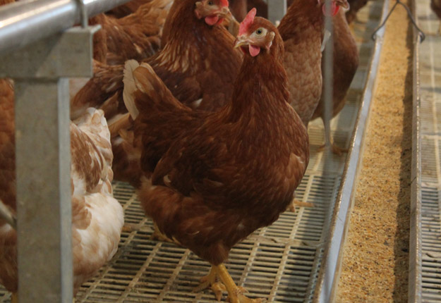 Le nouveau code canadien pour les poules ne représente pas un gros changement pour les éleveurs du Québec. Crédit photo : Archives/TCN