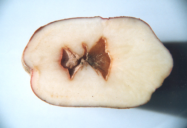 Le coeur creux de la pomme de terre serait causé par une croissance inégale du tubercule. Crédit photo: Gestion Qualiterra inc.