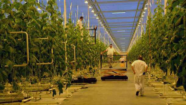 Le projet des Serres Toundra a valu à Produits forestiers Résolu de remporter un prix Mercure dans la catégorie Développement durable – grande entreprise. Crédit photo: Archives TCN