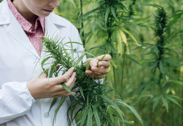 Il sera possible de cultiver jusqu’à quatre plants de cannabis à des fins personnelles.