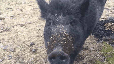 Piggy était la vedette d’une ferme d’agrotourisme en Montérégie.