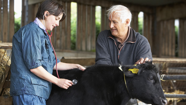 Le secteur des grands animaux est en compétition avec celui des petits pour attirer de nouveaux vétérinaires.