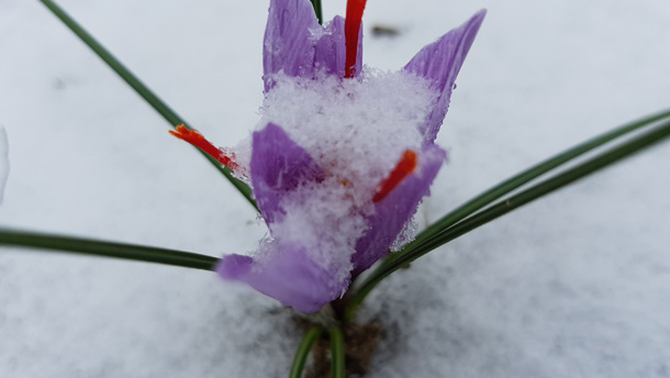 La fleur dont le safran est extrait développe son feuillage durant l’hiver. Crédit photo : Gracieuseté de Nathalie Denault, de Pur Safran