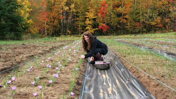 Nathalie Denault cultive du safran depuis 2011. Elle est la pionnière de cette culture émergente au Québec. Crédit photo : Gracieuseté de Nathalie Denault, de Pur Safran