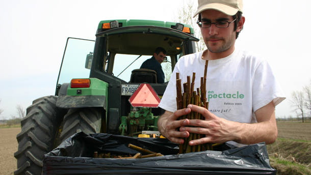 Précurseur dans la production de biomasse agricole, Francis Allard avait fait l’objet d’un reportage dans La Terre de chez nous en 2009. Il attire maintenant l’attention avec les mêmes saules, mais utilisés comme clôtures végétalisées. Crédit photo: Archives/TCN