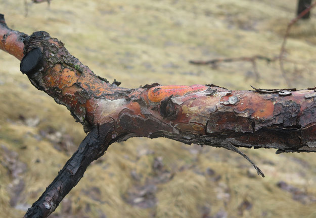 Le noircissement des cicatrices de l’arbre et l’apparition de petites bosses sur l’écorce, lesquelles prennent ensuite une couleur rouille ou grise, sont des symptômes de la brûlure bactérienne. Crédit Photo : CETAB+