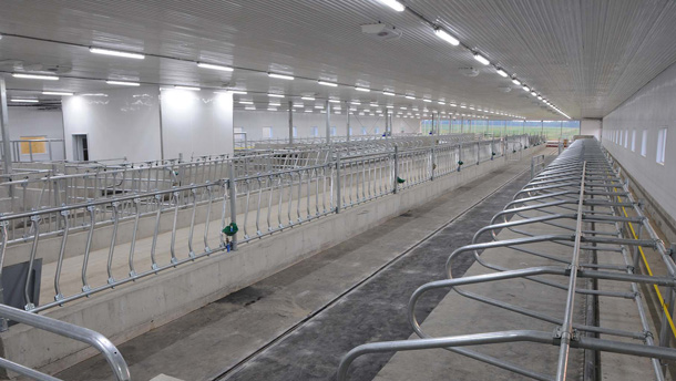 Selon Steve Adam, expert en confort, en comportement et en bien-être des animaux pour Valacta, l’éclairage doit être au minimum à 200 lux pour maintenir un bon niveau hormonal chez les vaches. Crédit photo : Voltech