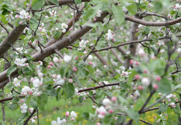Les pommiers sont en fleurs dans les vergers des Laurentides, ce qui favorise leur contamination par la brûlure bactérienne. Crédit photo: Myriam Laplante El Haïli/TCN