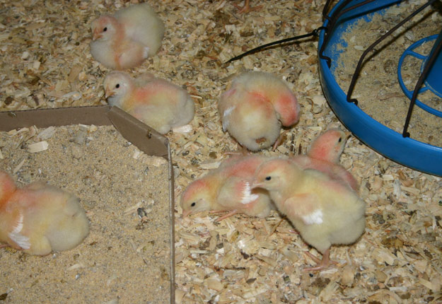 De jeunes poulets non vaccinés sont toujours présents dans la région de Sainte-Sophie et sont encore à risque. Crédit photo : Archives/TCN