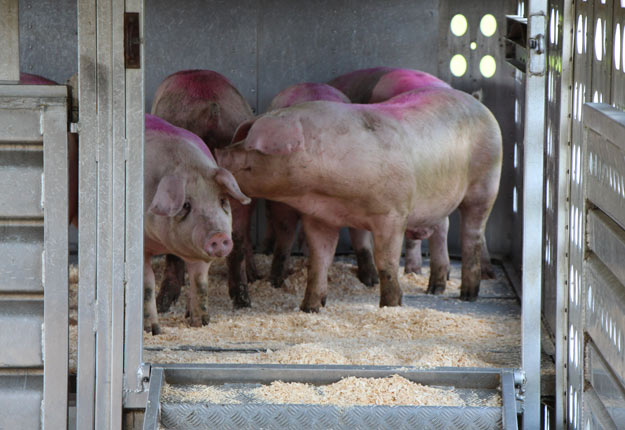 Grâce au coup de pouce de Québec et d’Ottawa, les Éleveurs de porcs pourront perfectionner leur Service de gestion des risques du marché. Crédit photo : Archives/TCN