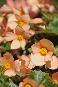 Begonia