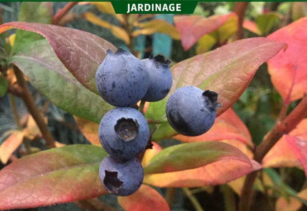 Le bleuet Perpetua donne une première fructification en même temps que les autres et une deuxième en automne. Crédit photo : Rock Giguère
