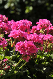 Pelargonium