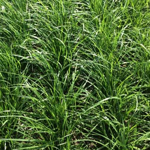 festulolium