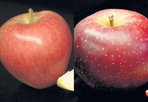 Les deux pommes les plus prometteuses : la 8 S 55 21 et l’Ariwa. Crédit photo : Monique Audette.