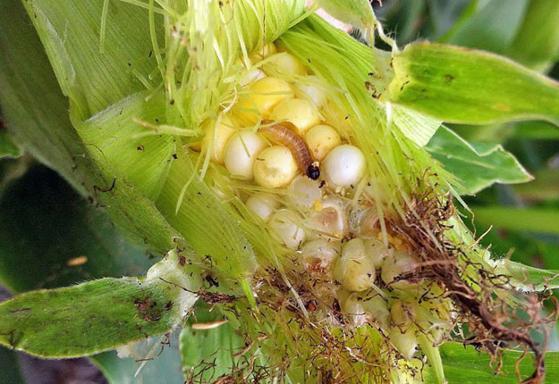 Éradiquer la pyrale du maïs requiert jusqu’à quatre applications de pesticides chimiques par année. Crédit photo: Gracieuseté d’Annie-Ève Gagnon