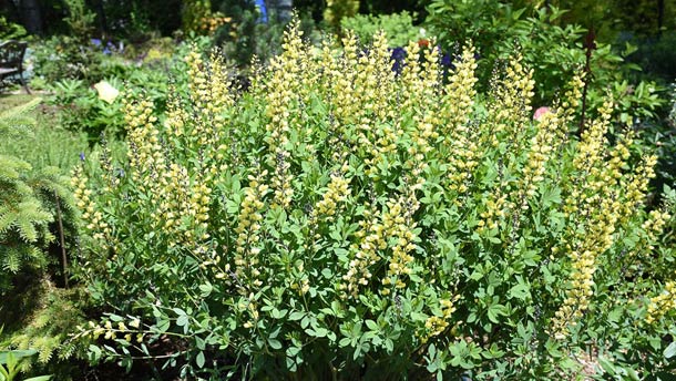 Les baptisies donnent de beaux épis floraux dans les teintes de blanc, de crème, de jaune, de bleu et de violet. Crédit photo : Rock Giguère