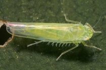 La cicadelle de la pomme de terre. Photo: Gracieuseté Claude Pilon