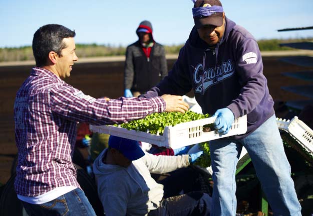 L’étude démontre qu’une hausse marquée du salaire minimum aurait un impact majeur sur la rentabilité des entreprises agricoles. Photo : Martin Ménard/ArchivesTCN