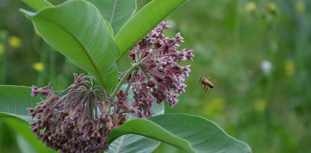 abeille_asclépiade