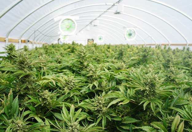 Les Producteurs en serre du Québec estiment détenir l’expertise nécessaire pour produire de la marijuana récréative de façon efficace. Photo: Shutterstock