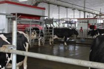 L'aide d'Ottawa pourra servir à financer l'achat de robots de traite. Photo: Archives/TCN