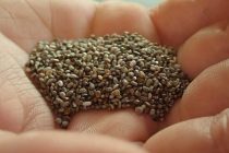 Le chia tend à gagner en popularité pour la grande valeur nutritionnelle de ses graines, de couleur claire ou foncée. Photo : Gracieuseté de l’IRDA