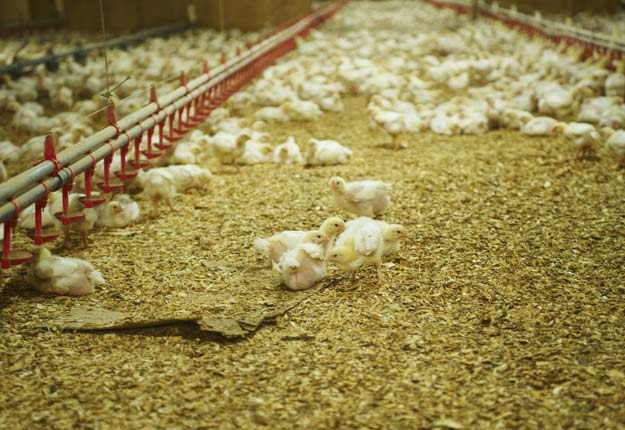 Les éleveurs de poulet du Québec ont déjà commencé à retirer certains antibiotiques qui étaient utilisés à des fins préventives. Crédit photo : Archives TCN