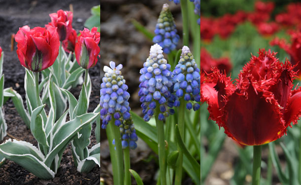 Sortir des sentiers battus - On peut se distinguer en cultivant des tulipes frangées et perroquets, qui sont un peu plus racées, des muscaris aux épis bicolores, des jonquilles à fleurs doubles ou des ails aux fleurs globuleuses géantes. Crédit photo : Rock Giguère